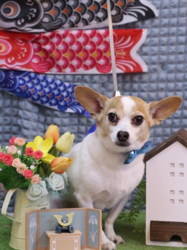 20230527うにちゃん